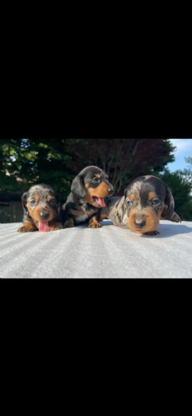 Cuccioli di Bassotto Nano o Kaninchen  | Foto 1