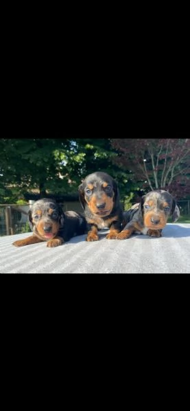 Cuccioli di Bassotto Nano o Kaninchen 