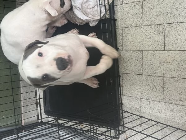 Stafforshire bull terrier | Foto 2
