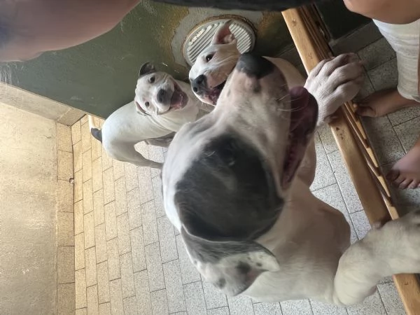 Stafforshire bull terrier | Foto 1