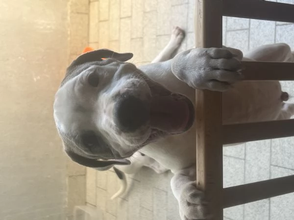 Stafforshire bull terrier | Foto 0