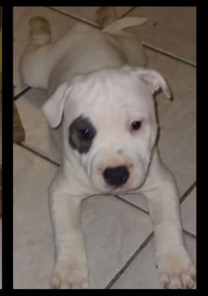 Stafforshire bull terrier