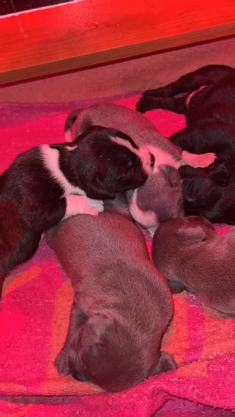 Staffordshire bull terrier | Foto 4