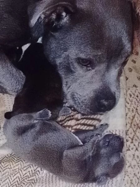 Staffordshire bull terrier | Foto 3