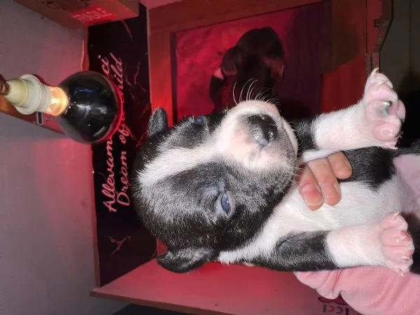 Staffordshire bull terrier