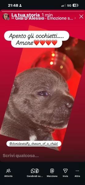 Staffordshire bull terrier | Foto 0