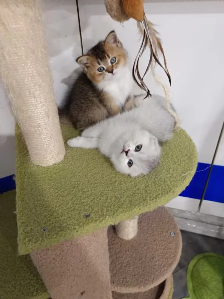 Scottish fold straight