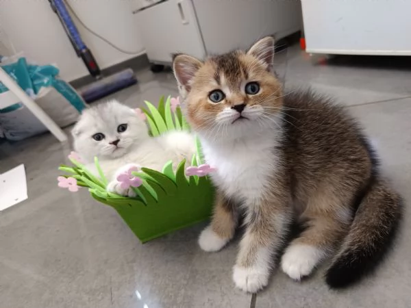 Scottish fold straight | Foto 6
