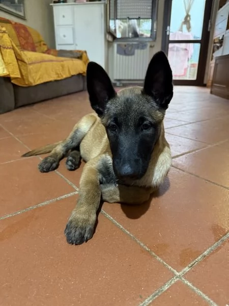 Vendo PASTORE BELGA di 3 mesi 
