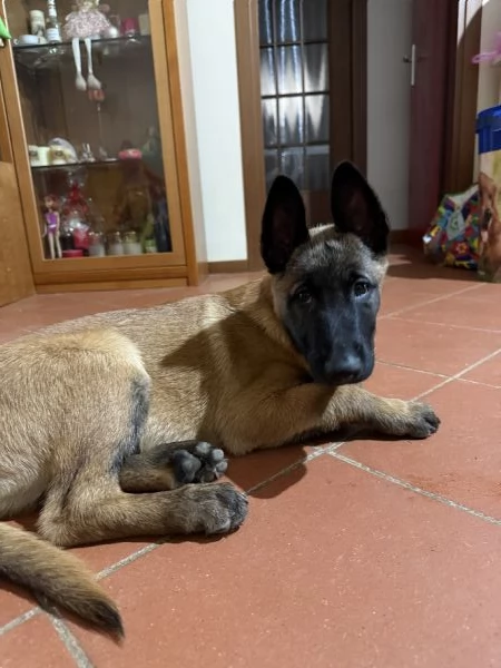 Vendo PASTORE BELGA di 3 mesi  | Foto 1