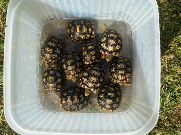 bellissime tartarughe leopardo | Foto 1