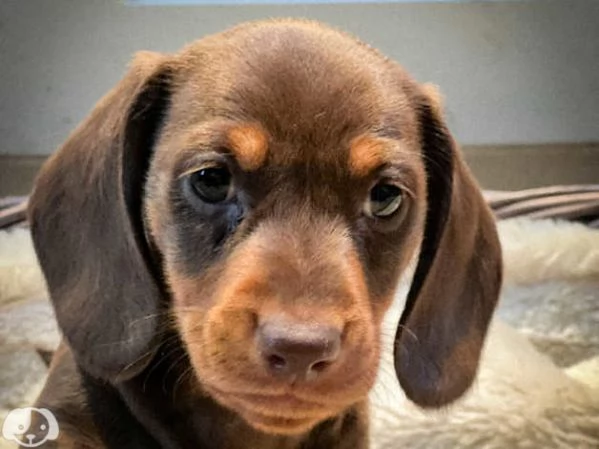 Bassotto tedesco a pelo corto  cuccioli | Foto 4