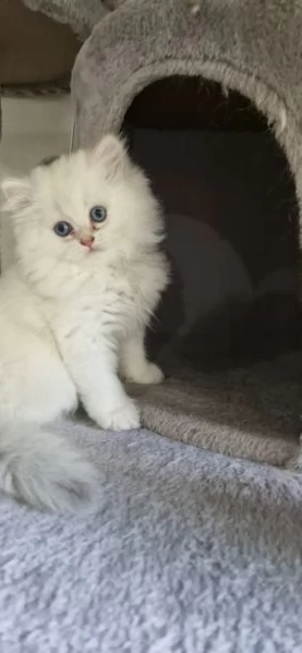 Alevamento British Longhair amatoriale
