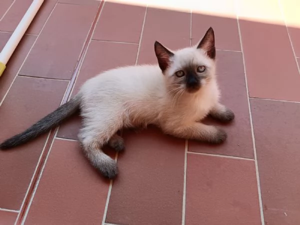 Gattini siamesi Thai 