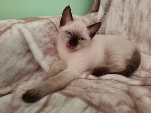 Gattini siamesi Thai  | Foto 3