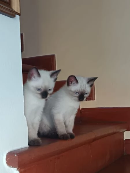 Gattini siamesi Thai  | Foto 2