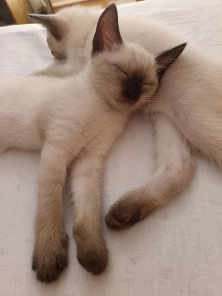 Gattini siamesi Thai  | Foto 1