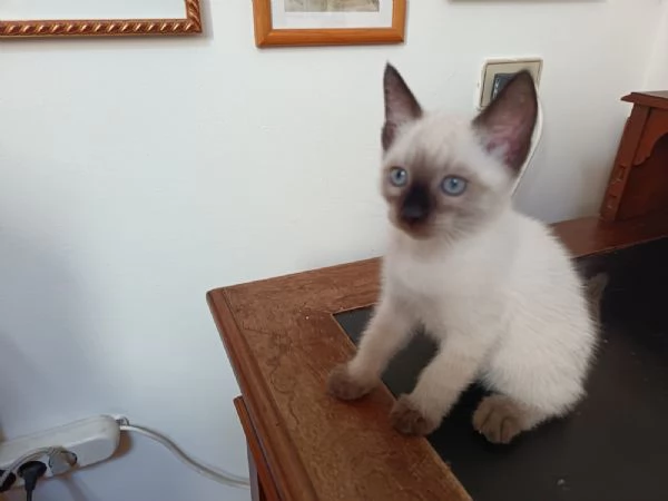 Gattini siamesi Thai  | Foto 0
