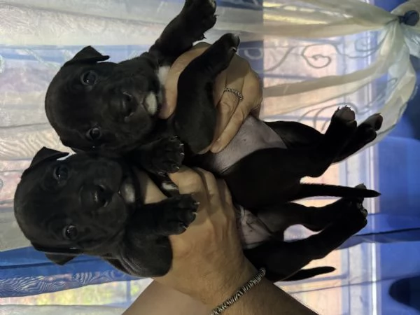 Cuccioli Pitbull