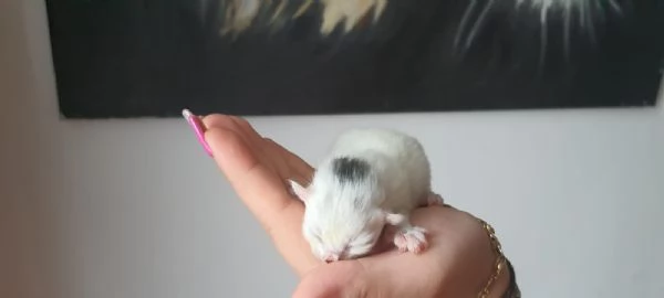 Gattini siberiani alta genialogia | Foto 5