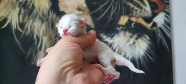 Gattini siberiani alta genialogia | Foto 4