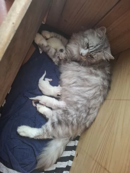 Gattini siberiani alta genialogia | Foto 3