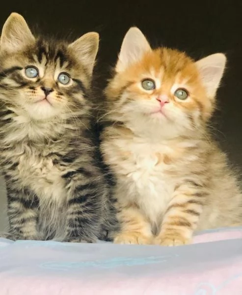 Gattini siberiani alta genialogia