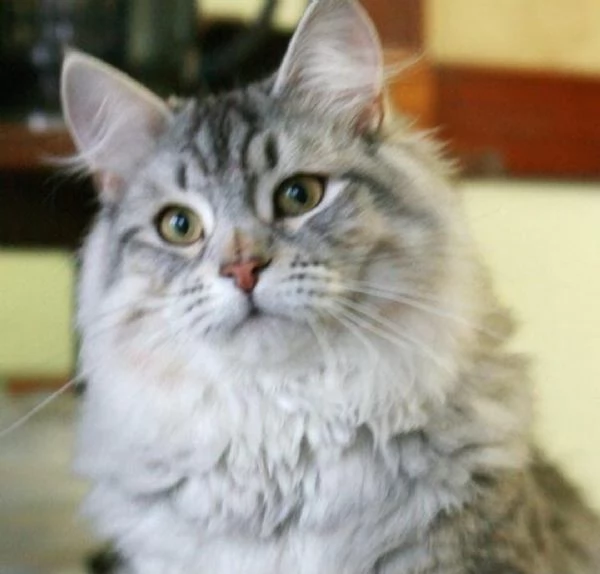 Gattini siberiani alta genialogia | Foto 2
