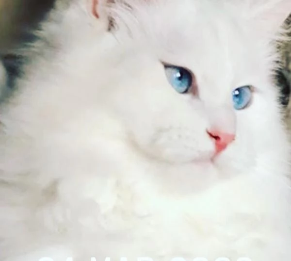 Gattini siberiani alta genialogia | Foto 1