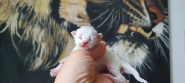 Gattini siberiani alta genialogia | Foto 0