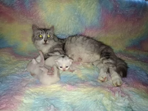 Gattini siberiani  | Foto 2