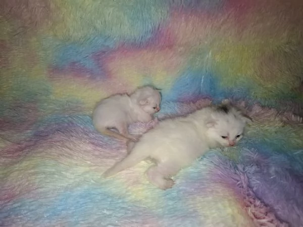 Gattini siberiani  | Foto 1