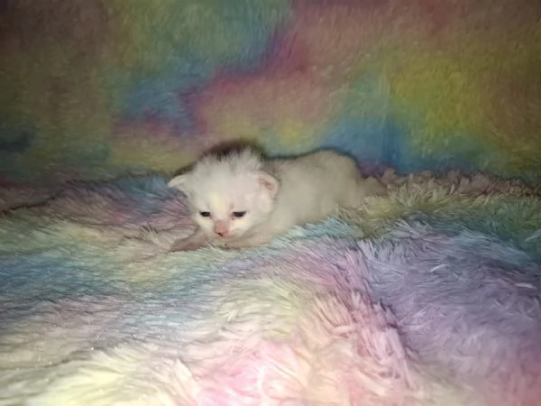 Gattini siberiani  | Foto 0