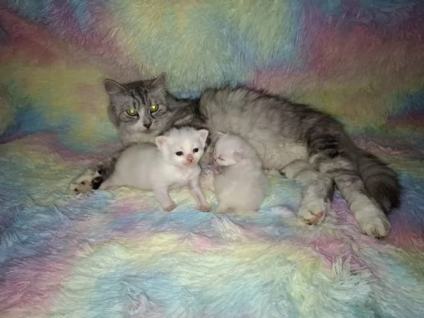 Gattini siberiani 