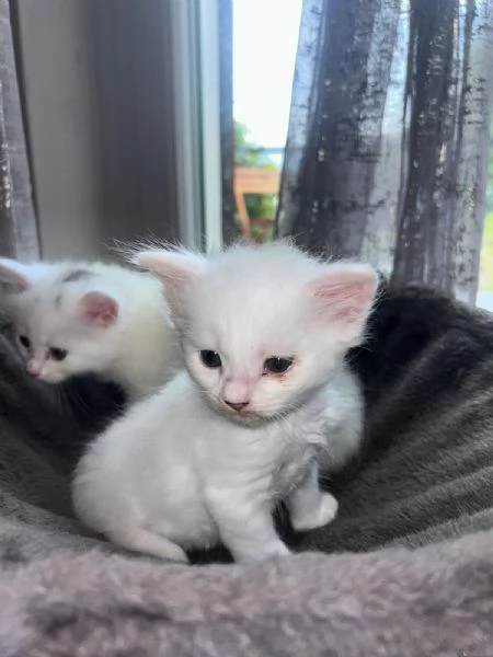 Cuccioli  siberiani 