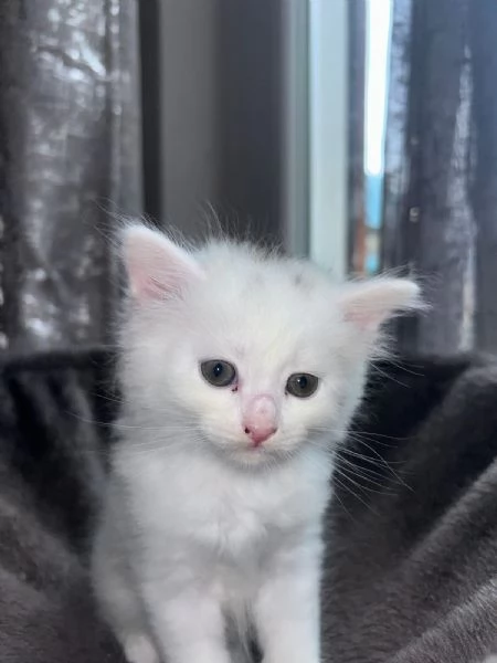 Cuccioli  siberiani  | Foto 2