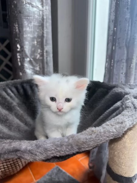 Cuccioli  siberiani  | Foto 1