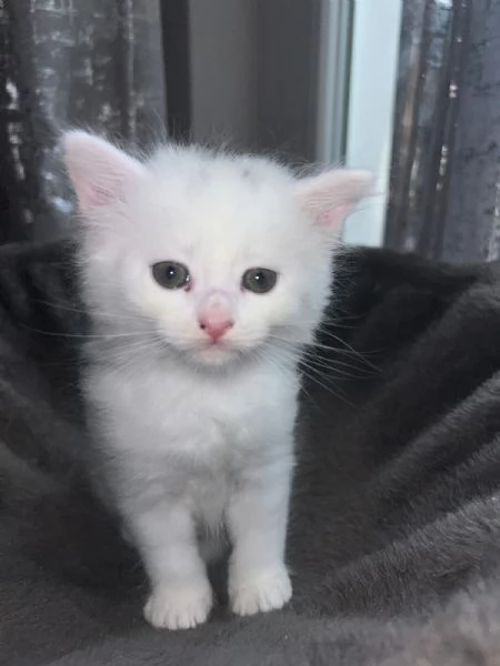 Cuccioli  siberiani  | Foto 0