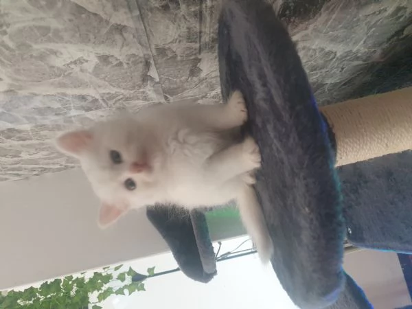 Cuccioli gattini siberiani con pedigree | Foto 2