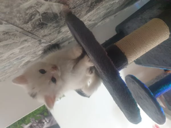 Cuccioli gattini siberiani con pedigree | Foto 1