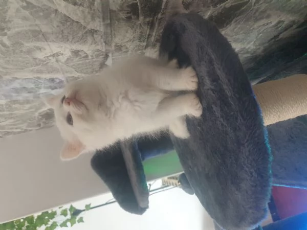 Cuccioli gattini siberiani con pedigree