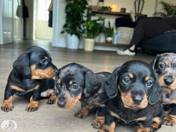 Tazza Da Colazione Con Bassotto E Scritta Tedesca – 330 Ml – Idea Regalo Per Amanti Dei Cani – Stampata Su Entrambi I Lati