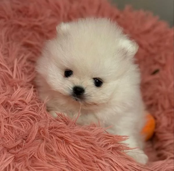 Maschio e femmina di orsacchiotto di peluche Volpino Pomerania | Foto 1