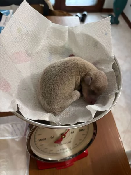 Cucciolo di Piccolo Levriero Italiano
