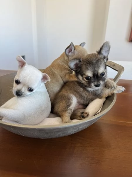 Cuccioli di Chihuahua con Pedigree