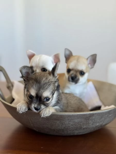 Cuccioli di Chihuahua con Pedigree | Foto 6