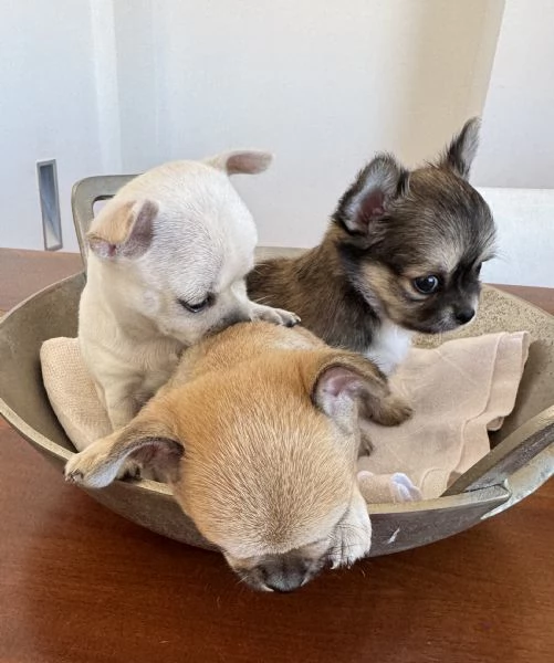 Cuccioli di Chihuahua con Pedigree | Foto 5