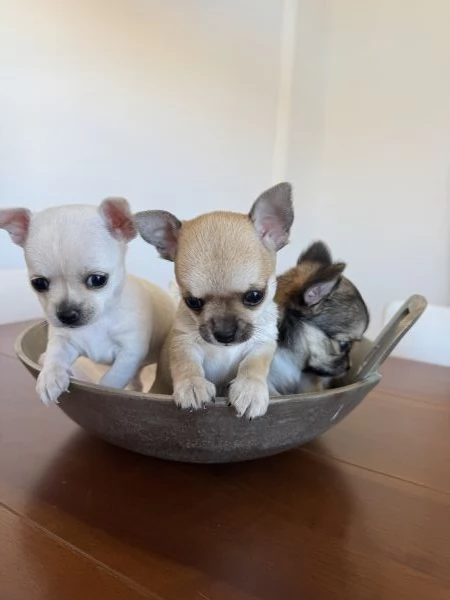 Cuccioli di Chihuahua con Pedigree | Foto 4