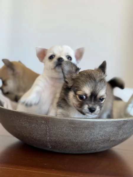 Cuccioli di Chihuahua con Pedigree | Foto 3