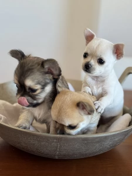 Cuccioli di Chihuahua con Pedigree | Foto 2